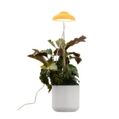 Airam Iris IP20 5W 240lm Keltainen Kasvivalo